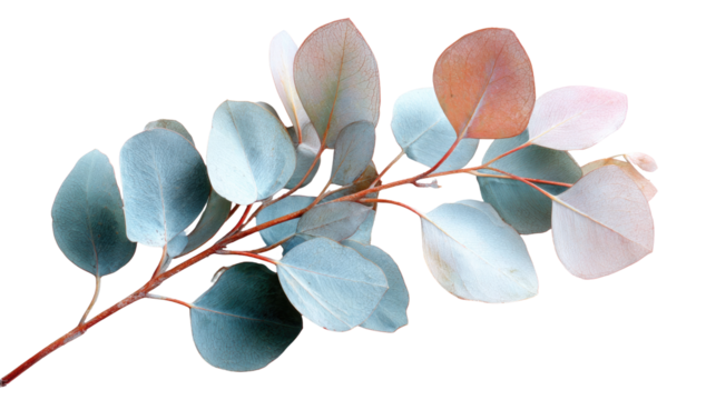Delicate eucalyptus branch with soft colors