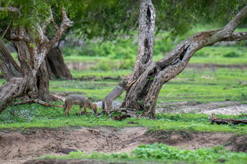 Jackals are medium-sized canids found in Africa and Eurasia, known for their adaptability and opportunistic omnivorous diet. They are social, often forming lifelong pair bonds.