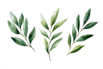 Obraz premium Watercolor botanical illustration of three sets of leaves