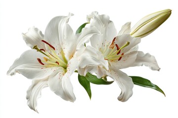 Obraz premium Two pristine white lilies, detailed close-up
