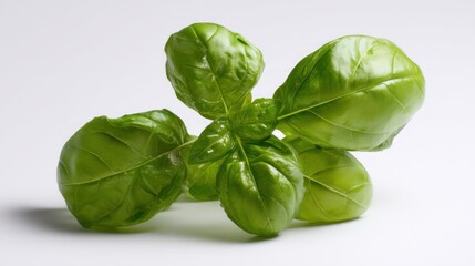 Fresh basil sprig close up