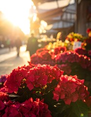 Vibrant red flowers at market at sunset