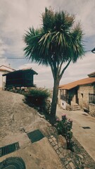 rural landscape of a galician village, vilanova dos infantes