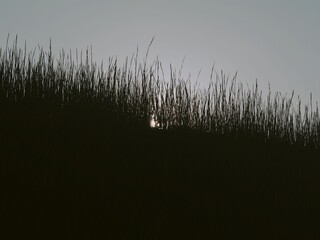Tokyo, Japan - September 17, 2025: Grass on a slope of hill illuminated with the sinking sun