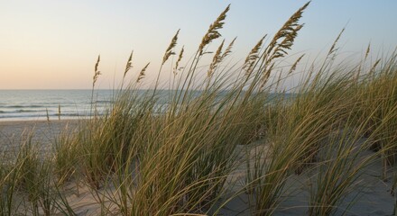 Beach Grass at Sunrise, Coastal Landscape