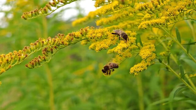 Close-up of bees pollinating yellow goldenrod flowers against a green natural background