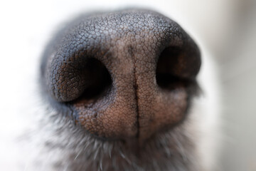 Close-up of a Siberian Husky's nose