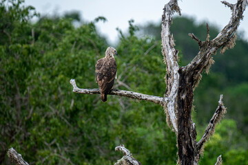 A majestic Grey-headed Fish Eagle perches on a weathered branch amidst lush green foliage. This striking raptor surveying its natural habitat, showcasing a moment of wild tranquility in the Sri Lanka.