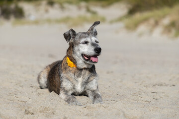 Elderly mixed-breed dog rest on the beach on the background of the husky