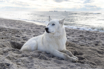 Husky relaxing on a seaside beach