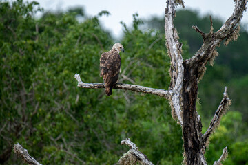 A majestic Grey-headed Fish Eagle perches on a weathered branch amidst lush green foliage. This striking raptor surveying its natural habitat, showcasing a moment of wild tranquility in the Sri Lanka.