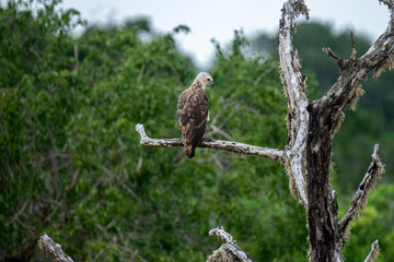 A majestic Grey-headed Fish Eagle perches on a weathered branch amidst lush green foliage. This striking raptor surveying its natural habitat, showcasing a moment of wild tranquility in the Sri Lanka.