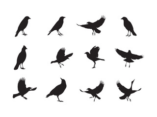 Fototapeta premium Collection of silhouette bird silhouettes in various poses and flight positions silhouette