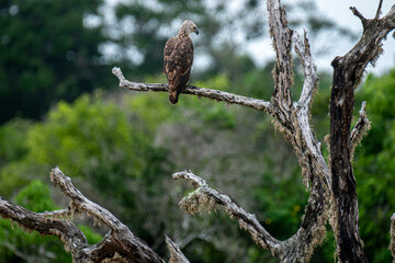 A majestic Grey-headed Fish Eagle perches on a weathered branch amidst lush green foliage. This striking raptor surveying its natural habitat, showcasing a moment of wild tranquility in the Sri Lanka.