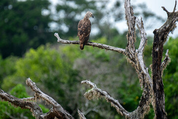 A majestic Grey-headed Fish Eagle perches on a weathered branch amidst lush green foliage. This striking raptor surveying its natural habitat, showcasing a moment of wild tranquility in the Sri Lanka.