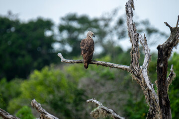 A majestic Grey-headed Fish Eagle perches on a weathered branch amidst lush green foliage. This striking raptor surveying its natural habitat, showcasing a moment of wild tranquility in the Sri Lanka.
