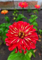 Red zinnia flower with wet petals after rain