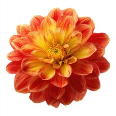 Close-up of a vibrant orange-yellow dahlia