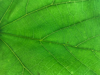 Macro Shot of Vibrant Green Leaf Veins and Natural Texture