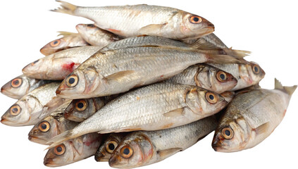 Obraz premium fresh fish on white background