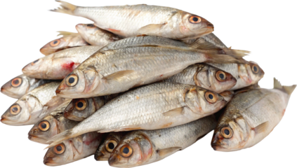 fresh fish on white background