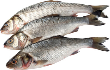 Fototapeta premium fresh fish on white background