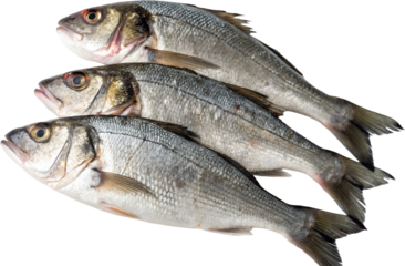 fresh fish on white background