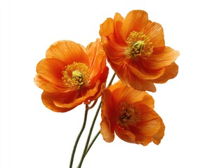 Three vibrant orange poppies on a white background.  Close-up view, showcasing detailed petals and centers