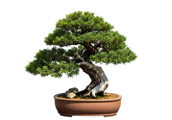 Magnificent Bonsai Tree: A Symbol of Patience and Serenity