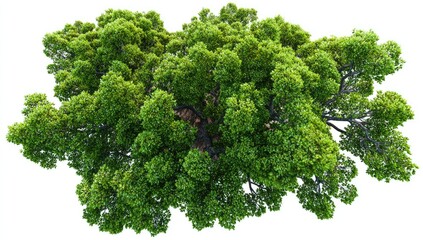 Fototapeta premium Dense green tree canopy, aerial view