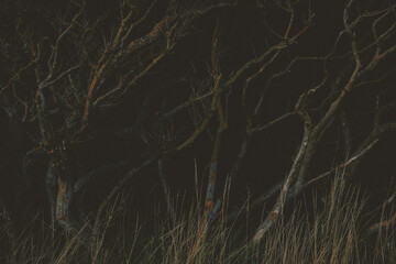 Twisted Branches in the Dark