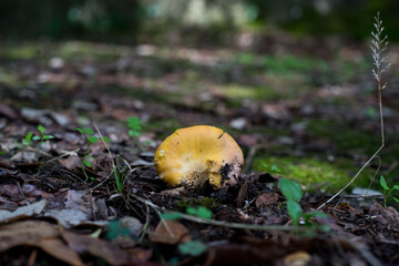 A Mushroom Emerging from the Ground