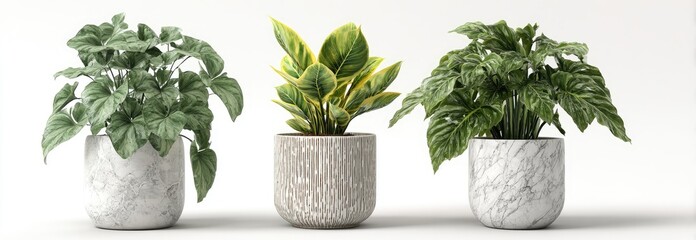Three potted plants in various styles