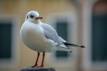 Seagull rests on post in colorful Venice