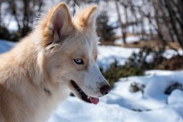 Blue-Eyed Dog Profile in Snow (Winter Close-Up Portrait)