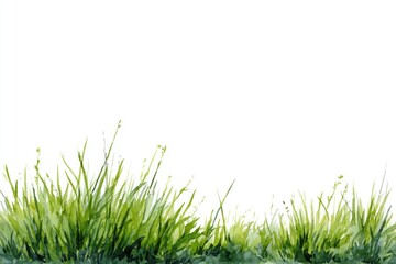 Lush green grass border against white