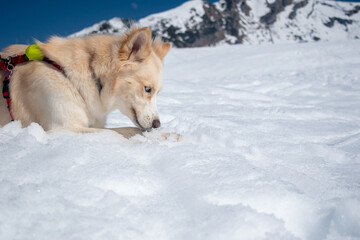 Dog Lying in Snow, Sniffing/Pawing with Mountain Backdrop (Winter Close-Up)