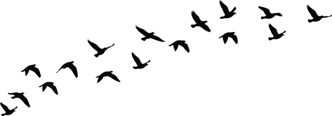 Silhouette of birds flying in a V-formation over a white background, symbolizing migrationSilhouette of birds flying in a V-formation over a white background, symbolizing migration