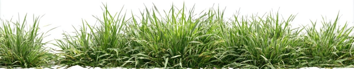 Lush green grass field against white background