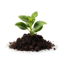 Small sprout emerging from dark soil mound