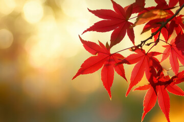 Vibrant Red Autumn Maple Leaves Sunlight Golden Background