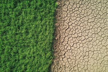 Contrasting image showing lush green grassy area next to dry cracked soil, highlighting effects of drought and water scarcity on environment