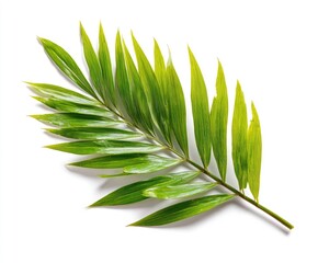 Close-up of vibrant green palm frond against white background