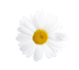 One beautiful chamomile flower isolated on white, top view