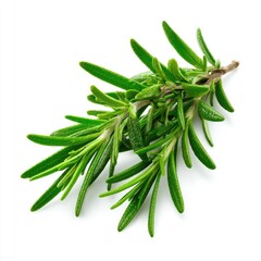 Fresh rosemary sprig on white background (1)