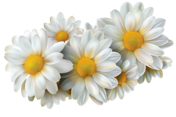 White Daisy Flower Clipart - Beautiful Spring Floral Arrangement
