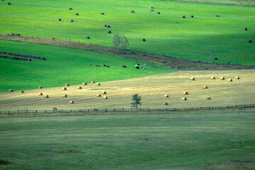 landscape with cows