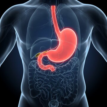 Human Anatomy: Digestive System, Stomach, Esophagus, Pancreas