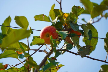 A large apple orchard. The harvest period.