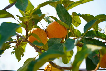 A large apple orchard. The harvest period.